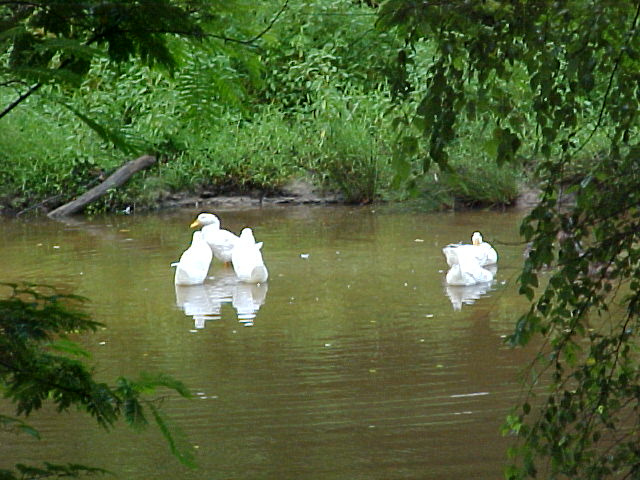 http://richmondthenandnow.com/Images/Staples-Mill/Staples-Mill-Pond-Ducks-big.JPG
