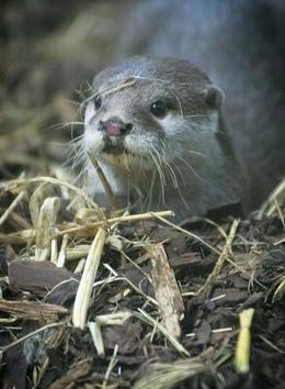 http://www.wildlifeextra.com/resources/listimg/uk/uk_wildlife/Manchester_otter@body.JPG