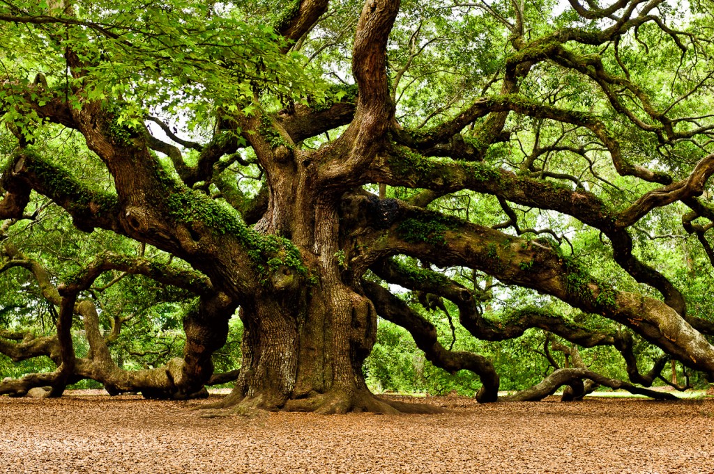 http://www.ccvsocal.com/wp-content/uploads/2013/05/Oak-Tree2-1024x681.jpg