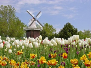 http://www.chicagonow.com/daily-downers/files/2012/04/holand-e1333904491734.jpg
