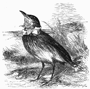 http://www.gutenberg.org/files/39784/39784-h/images/i_103.png