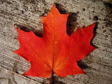 http://www.spectatortribune.com/wp-content/uploads/maple_leaf_spamily.jpg